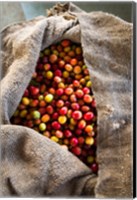 Framed Harvested Coffee Cherries In A Burlap Sack, Hawaii