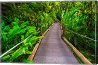 Framed Trail At The Hawaii Tropical Botanical Garden