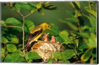 Framed American Goldfinch With Nestlings At Nest, Marion, IL