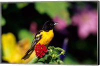 Framed Baltimore Oriole On Lantana, Marion, IL