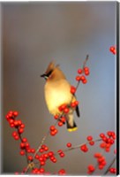 Framed Cedar Waxwing In Common Winterberry, Marion, IL