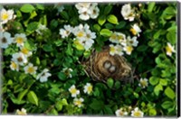 Framed Song Sparrow Nest With Eggs, IL