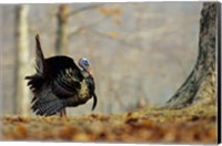 Framed Eastern Wild Turkey Strutting, Illinois