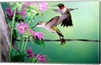 Framed Ruby-Throated Hummingbirds At Bee Balm