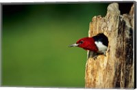 Framed Red-Headed Woodpecker In Nest Cavity, Illinois