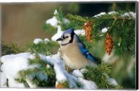 Framed Blue Jay In Winter Spruce Tree