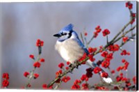 Framed Blue Jay In Icy Green Hawthorn Tree