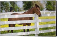 Framed Horse At Fence, Kentucky