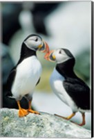 Framed Atlantic Puffins, Machias Seal Island, Maine