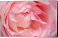 Framed Close-Up Of A Pink Pierre De Ronsard Rose