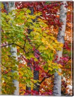 Framed Autumn Maple Leaves, Michigan