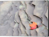 Framed Single Leaf On Rocks Along Bonanza Fall