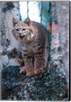 Framed Close-Up Of A Bobcat