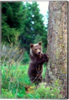 Framed Grizzly Bear Cub Leaning Against A Tree