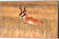 Framed Antelope Lying Down In A Grassy Field