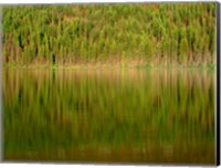 Framed Conifer Forest Reflects In Kintla Lake, Montana