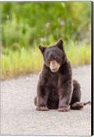 Framed Bear Cub On Camas Road