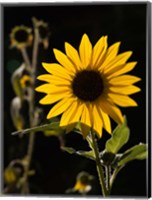 Framed Backlit Sunflower, Santa Fe, New Mexico