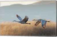 Framed Two Sandhill Cranes Flying, New Mexico