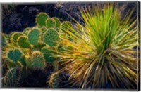 Framed Cactus On Malpais Nature Trail, New Mexico