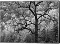 Framed Tree Caught In Dawn's Early Light, North Carolina (BW)