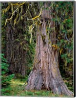 Framed Incense Cedar Tree, Oregon