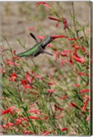 Framed Hummingbird In The Bloom Of A Salvia Flower