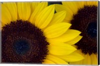 Framed Close-Up Detail Of Dune Sunflowers