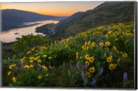 Framed Wildflowers At Rowena Plateau,  Oregon