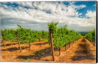 Framed Dundee Hills Vineyard, Oregon