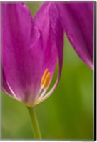 Framed Detail Of Purple Tulips