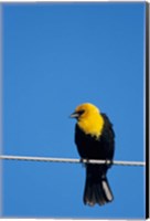 Framed Yellow-Headed Blackbird On A Power Line