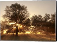 Framed Sunrise Through Fog And Trees At Cades Cove