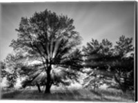 Framed Sunrise Through Fog And Trees At Cades Cove (BW)