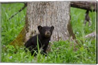 Framed Black Bear Cub Next To A Tree