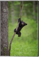 Framed Black Bear Cub Playing On A Tree Limb