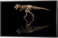 Framed T-Rex Skeleton Replica Reflection