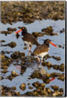 Framed American Oystercatcher Pair On An Oyster Reef
