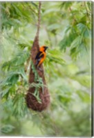 Framed Altamira Oriole At Its Nest
