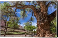 Framed Old Cottonwood Tree And Fence