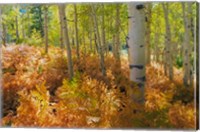 Framed Bracken Ferns And Aspen Trees, Utah