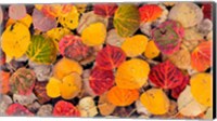 Framed Autumn Aspen Leaves In A Pool