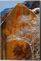 Framed Snow Covered Tree In Front Of Red Rock Boulder, Utah