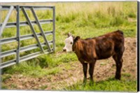 Framed Cow At Pasture