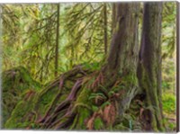 Framed Western Red Cedar Growing On A Boulder, Washington State