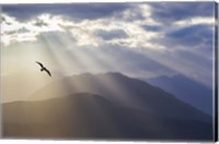 Framed Seagull And God Rays Over The Olympic Mountains