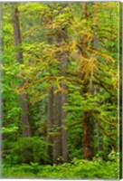 Framed Washington State, Gifford Pinchot National Forest Big Leaf Maple Tree Scenic
