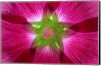 Framed Pink Hollyhock Blossom Composite
