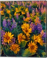 Framed Balsamroot And Lupine In Evening Light