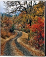 Framed Road And Autumn-Colored Oaks, Washington State